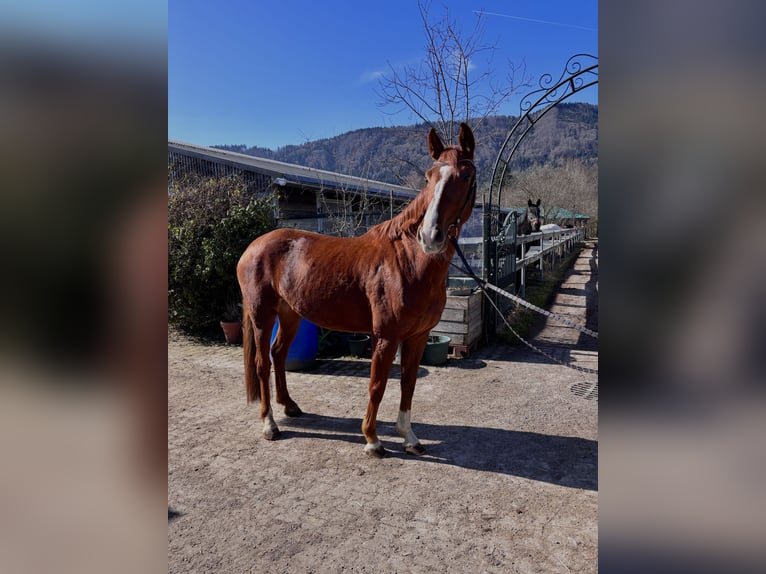 KWPN Croisé Jument 5 Ans 165 cm Alezan in OberburgaU