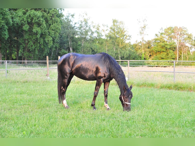KWPN Jument 5 Ans 165 cm Bai brun in Aalten