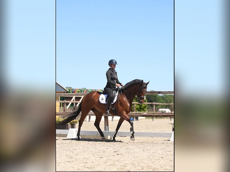 KWPN Jument 5 Ans 165 cm Bai in Uden