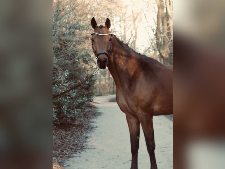 KWPN Jument 5 Ans 165 cm Bai in 's-Gravenhage