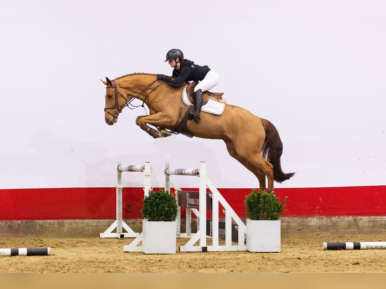 KWPN Jument 5 Ans 165 cm in Waddinxveen