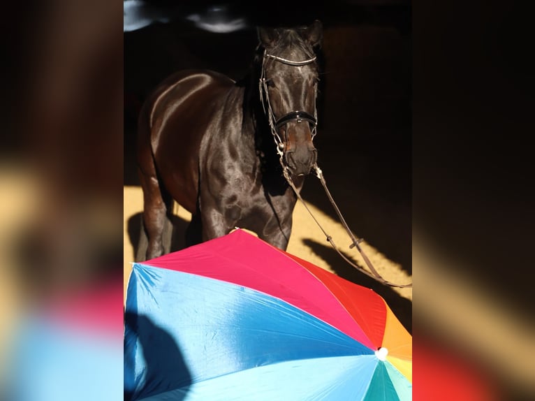 KWPN Jument 5 Ans 165 cm Noir in Wachtendonk