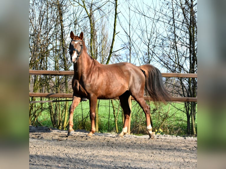 KWPN Jument 5 Ans 166 cm Alezan in Garyp