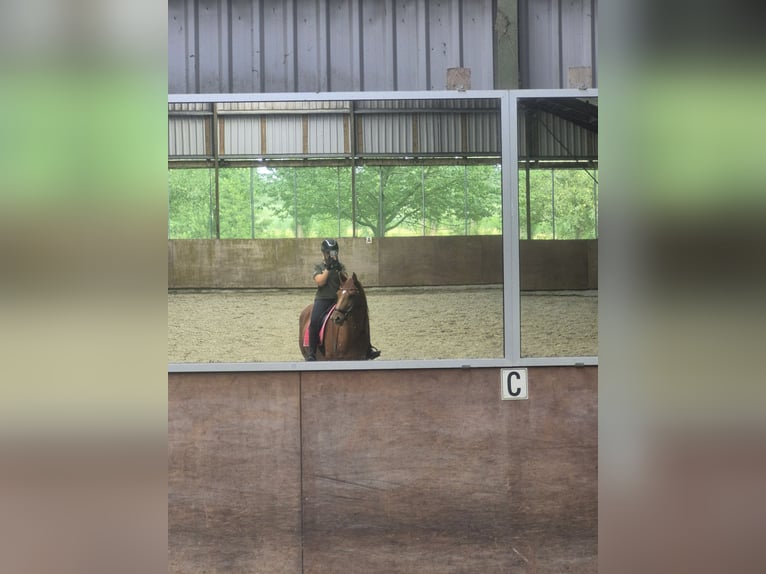 KWPN Jument 5 Ans 166 cm Alezan cuivré in Schiedam