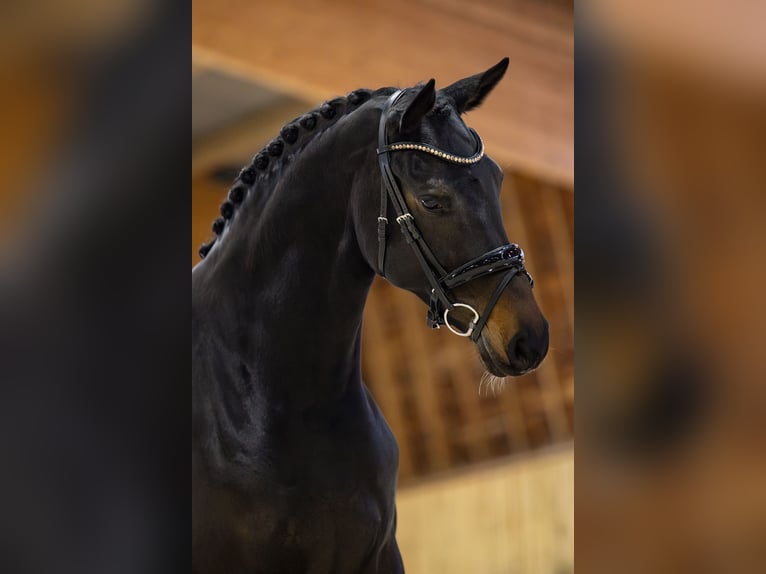 KWPN Jument 5 Ans 166 cm Bai brun foncé in Eemnes