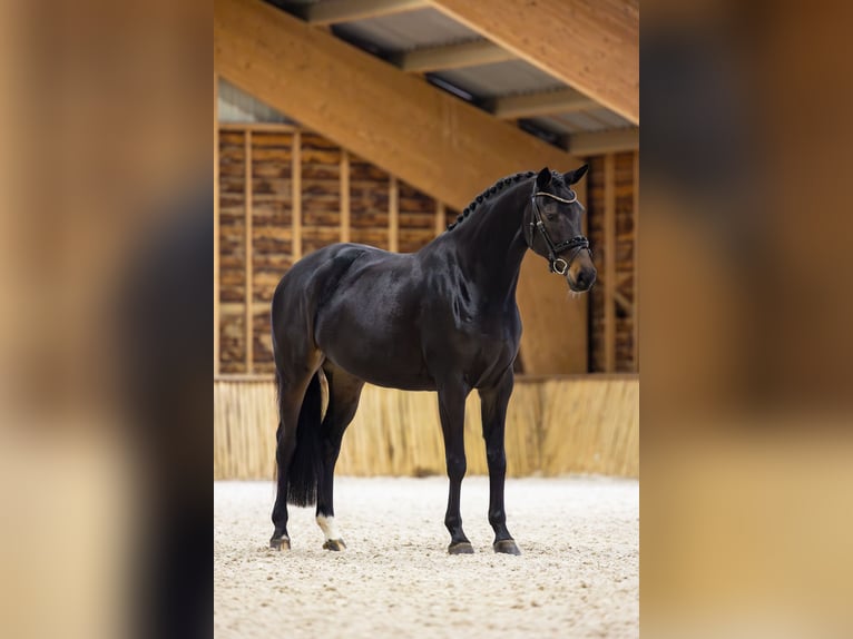 KWPN Jument 5 Ans 166 cm Bai brun foncé in Eemnes