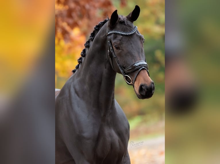 KWPN Jument 5 Ans 166 cm Bai in Peer