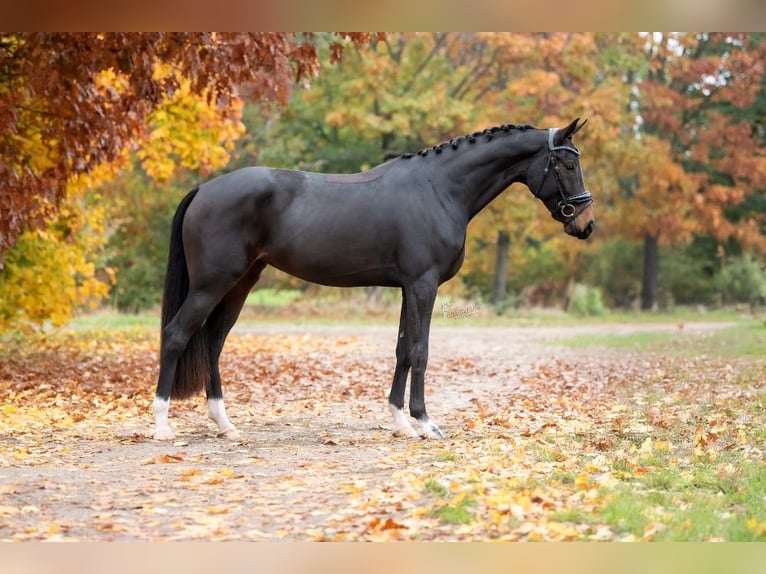 KWPN Jument 5 Ans 166 cm Bai in Peer