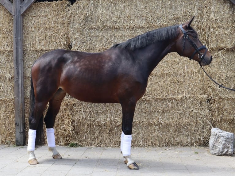 KWPN Jument 5 Ans 166 cm Bai in Soest