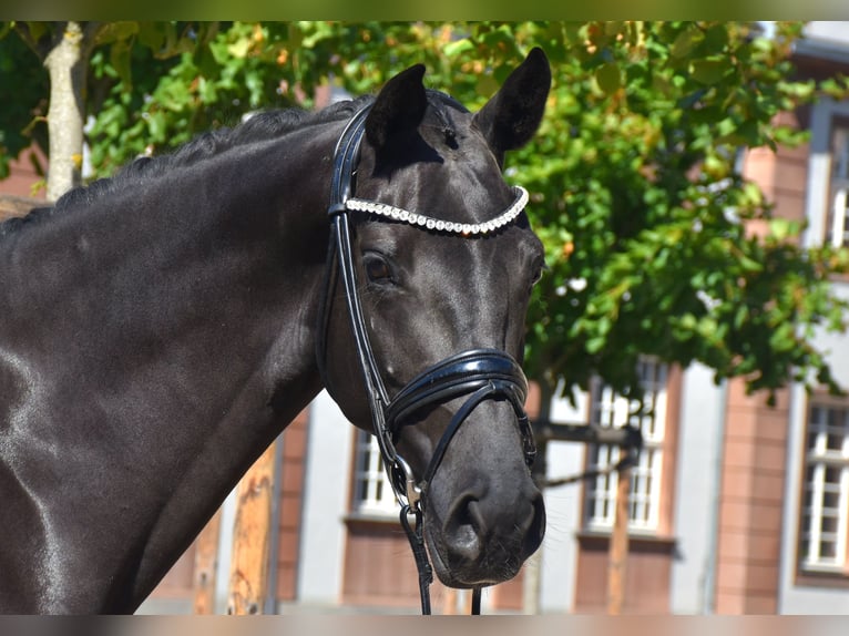 KWPN Jument 5 Ans 166 cm Noir in Neuss