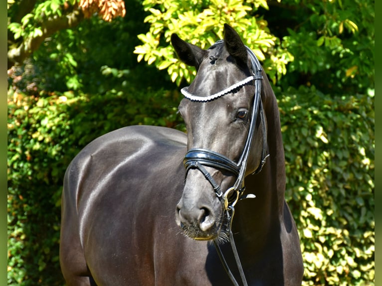 KWPN Jument 5 Ans 166 cm Noir in Neuss