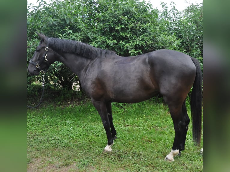 KWPN Jument 5 Ans 166 cm Noir in Missècle