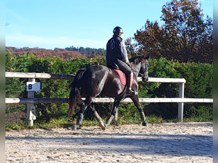 KWPN Jument 5 Ans 166 cm Noir in Missècle