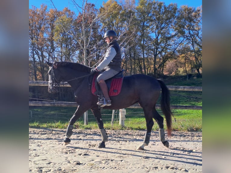 KWPN Jument 5 Ans 166 cm Noir in Missècle
