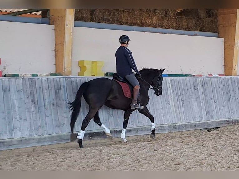 KWPN Jument 5 Ans 166 cm Noir in Missècle