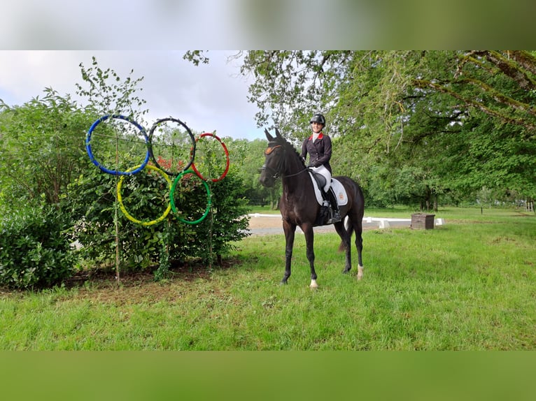 KWPN Jument 5 Ans 166 cm Noir in Missècle
