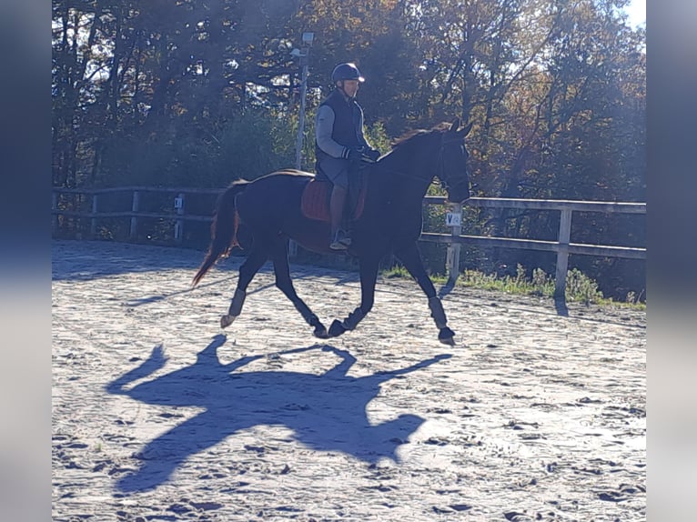 KWPN Jument 5 Ans 166 cm Noir in Missècle