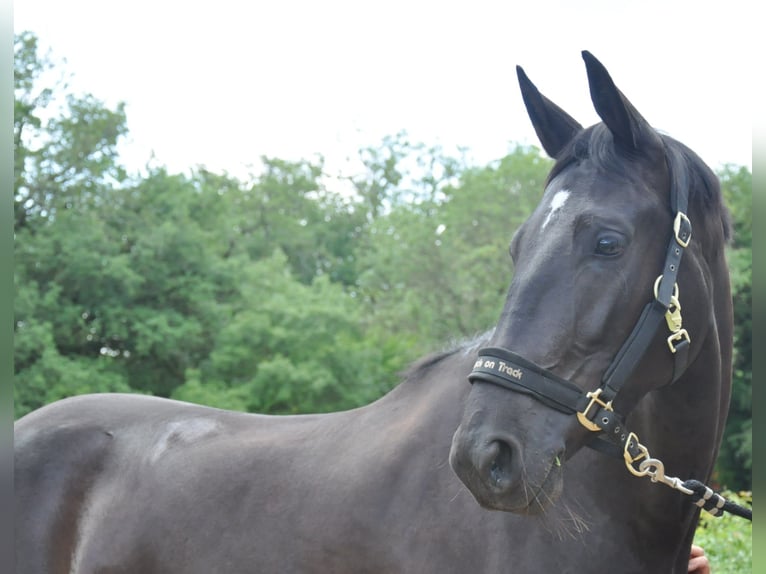 KWPN Jument 5 Ans 166 cm Noir in Missècle