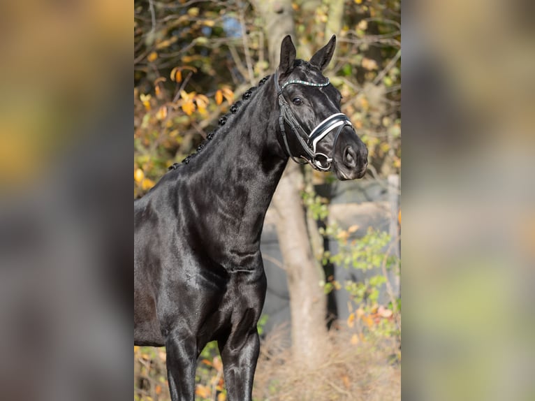 KWPN Jument 5 Ans 166 cm Noir in Oosterhout