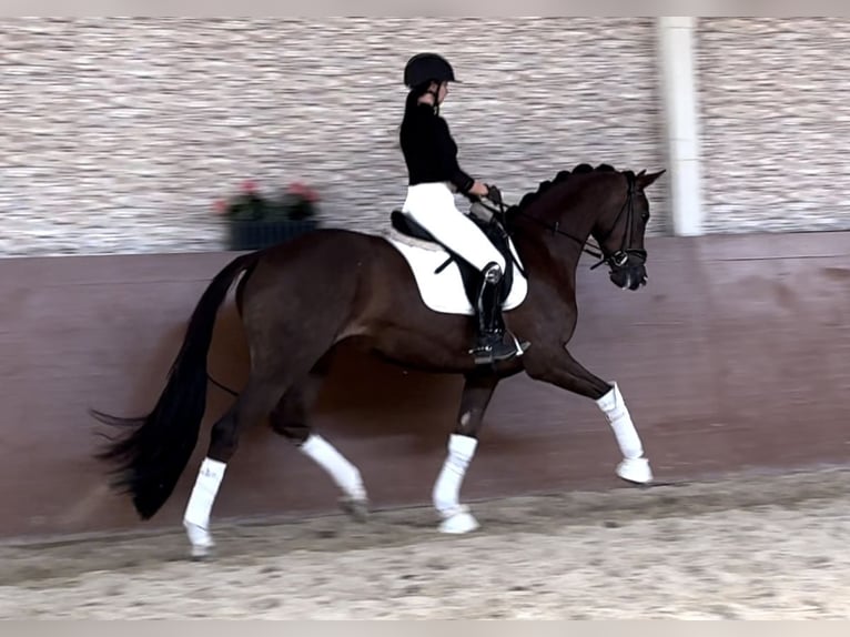 KWPN Jument 5 Ans 167 cm Alezan brûlé in Wehringen