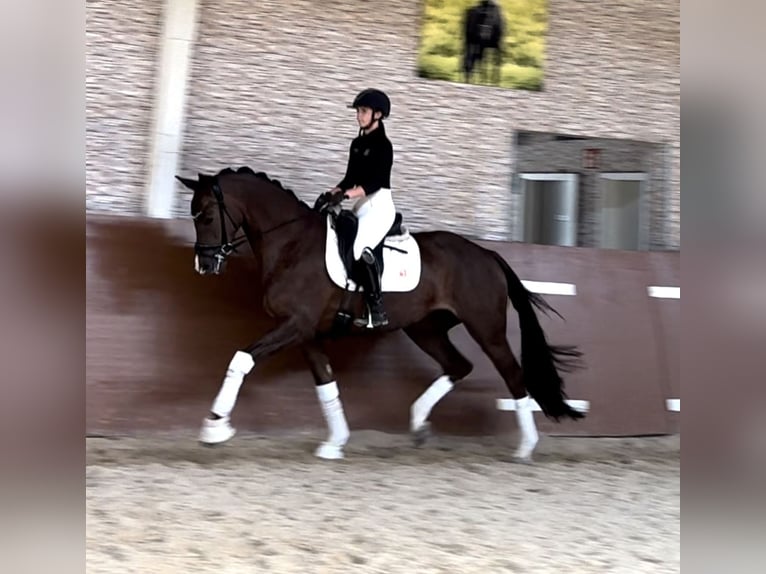 KWPN Jument 5 Ans 167 cm Alezan brûlé in Wehringen