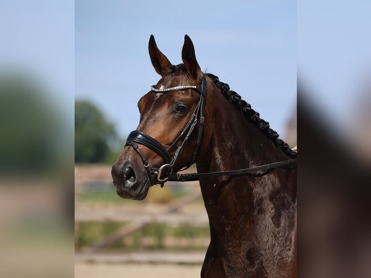 KWPN Jument 5 Ans 167 cm Bai brun in Volkel