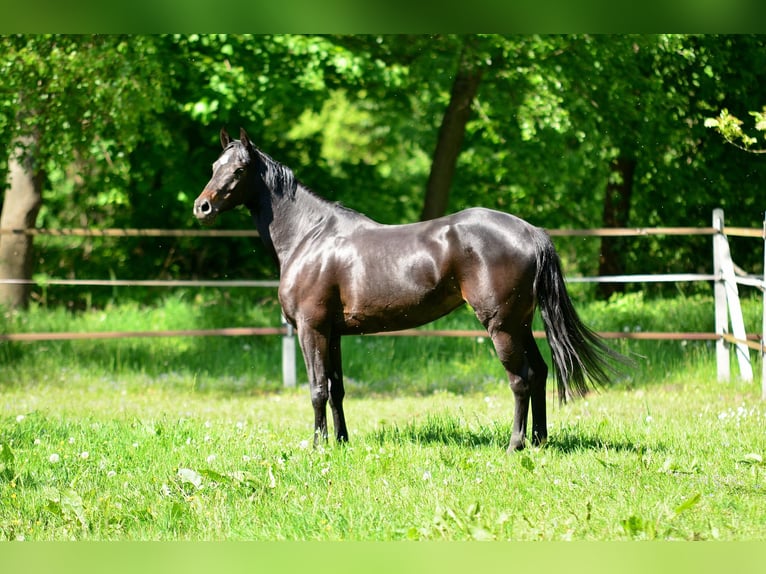 KWPN Jument 5 Ans 167 cm Bai brun foncé in Siedleczek