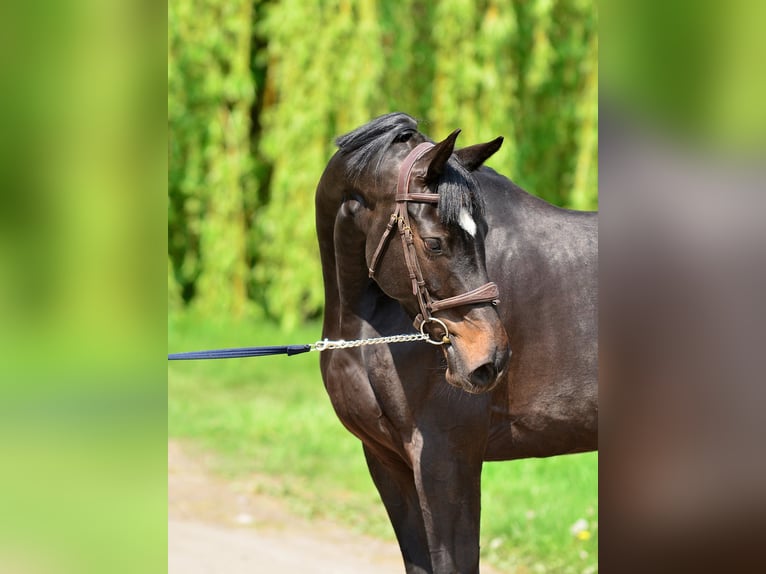 KWPN Jument 5 Ans 167 cm Bai brun foncé in Siedleczek