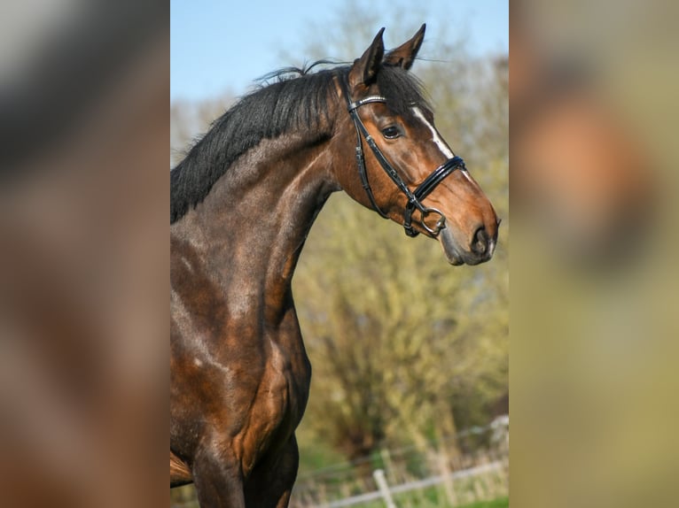 KWPN Jument 5 Ans 167 cm Bai in Boxmeer