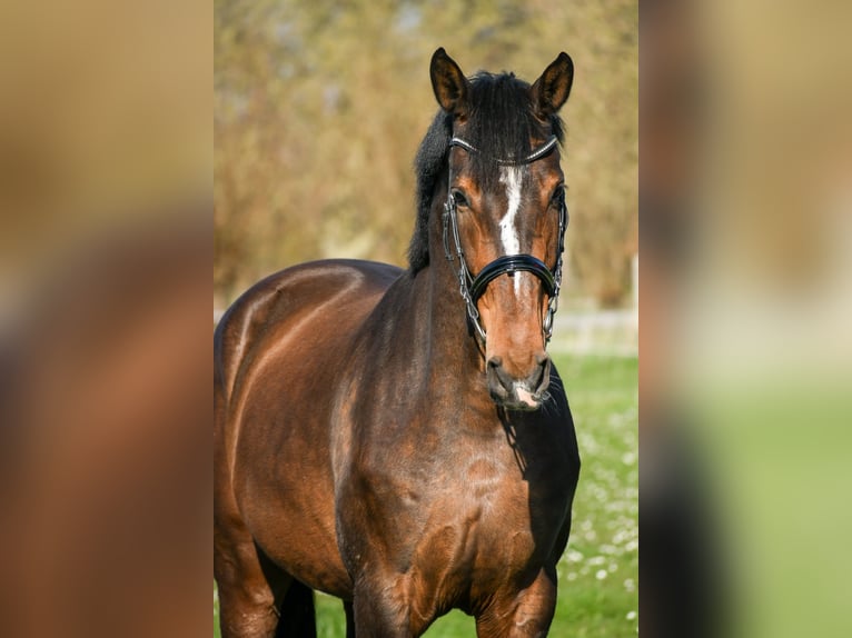 KWPN Jument 5 Ans 167 cm Bai in Boxmeer