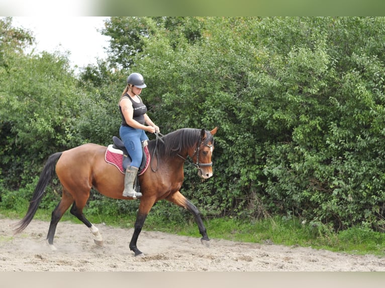 KWPN Jument 5 Ans 167 cm Bai in Kerkrade