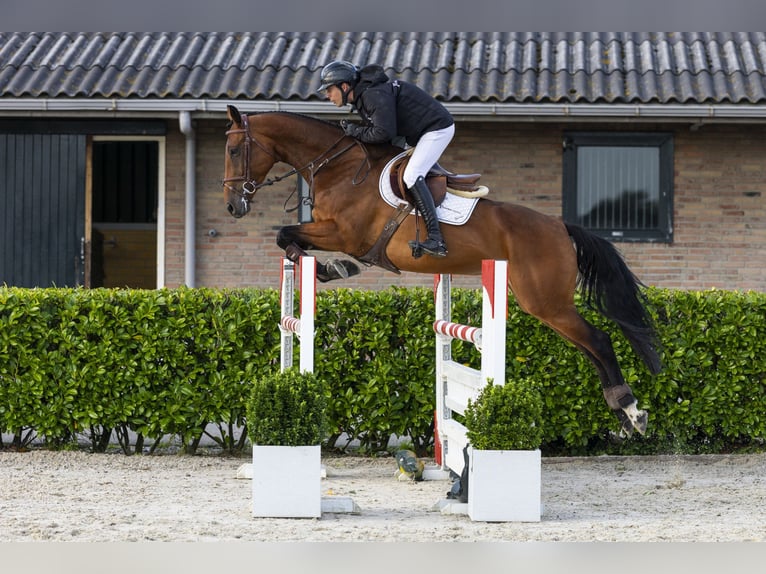 KWPN Jument 5 Ans 167 cm Bai in Waddinxveen