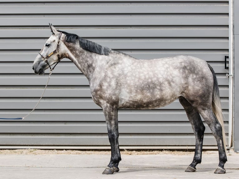 KWPN Jument 5 Ans 167 cm Gris in Ostroróg