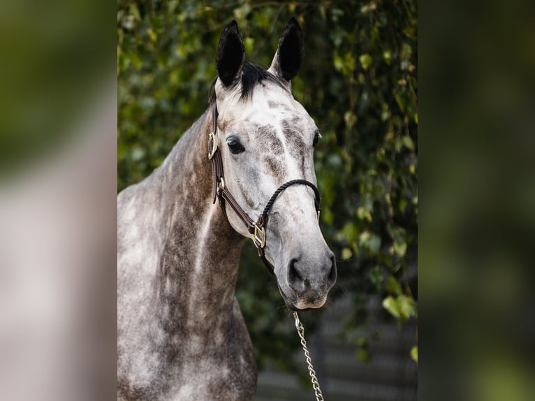 KWPN Jument 5 Ans 167 cm Gris in Ostroróg