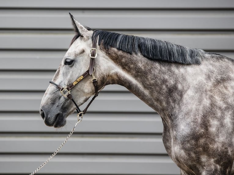 KWPN Jument 5 Ans 167 cm Gris in Ostroróg