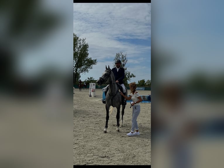 KWPN Jument 5 Ans 167 cm Gris in Murska Soboda