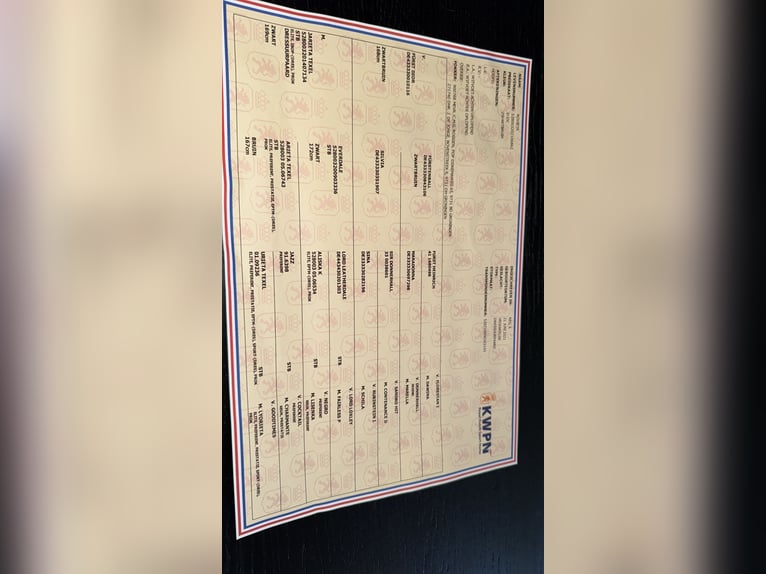 KWPN Jument 5 Ans 167 cm Noir in Groningen