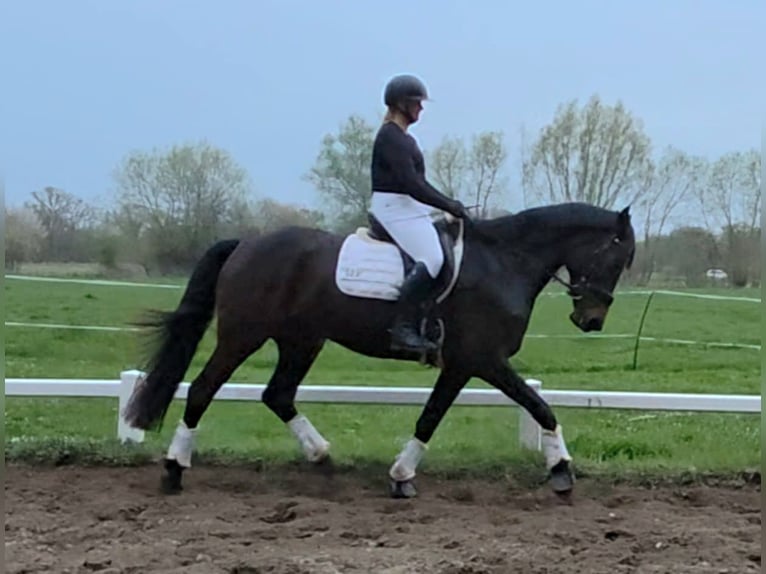 KWPN Jument 5 Ans 168 cm Bai brun in Nordwalde