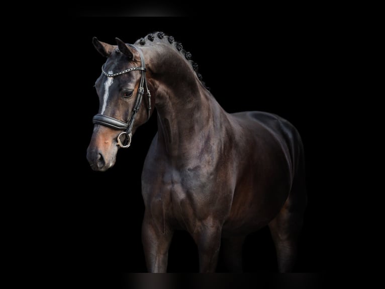 KWPN Jument 5 Ans 168 cm Bai brun foncé in Andijk