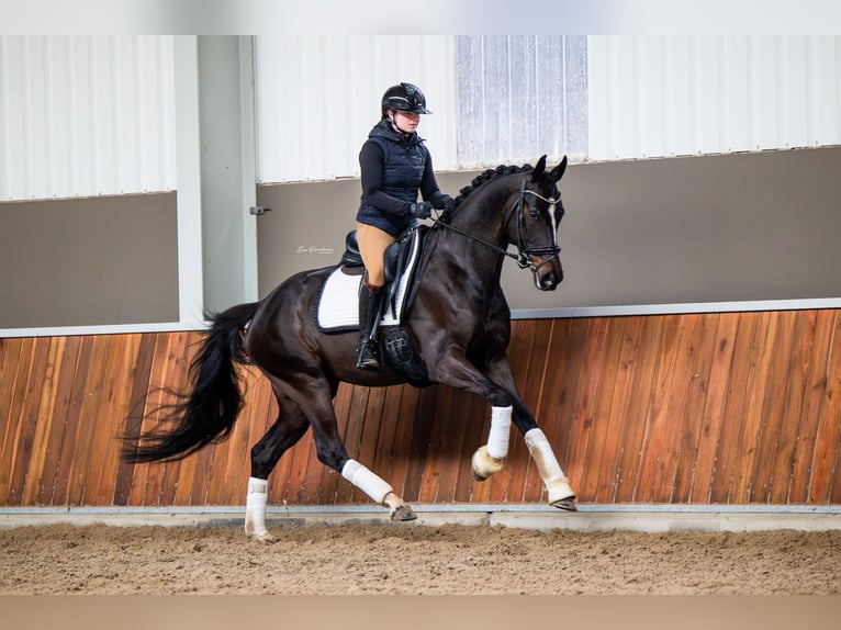 KWPN Jument 5 Ans 168 cm Bai brun foncé in Andijk