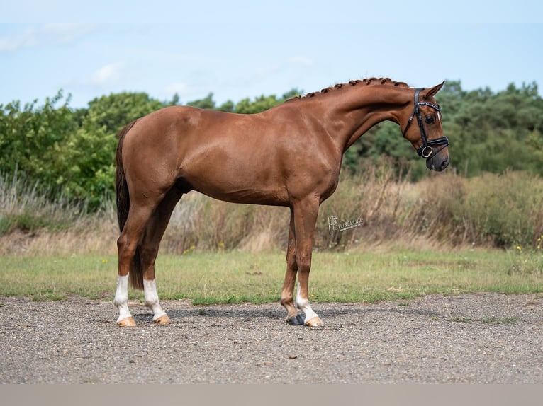 KWPN Jument 5 Ans 168 cm Bai in Peer