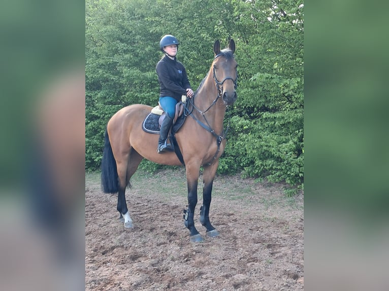 KWPN Jument 5 Ans 168 cm Bai in Messel