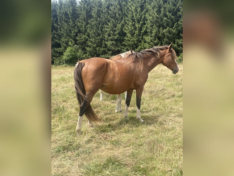 KWPN Jument 5 Ans 168 cm  in Bastogne