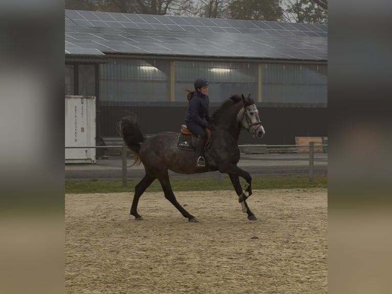 KWPN Jument 5 Ans 168 cm in Verl