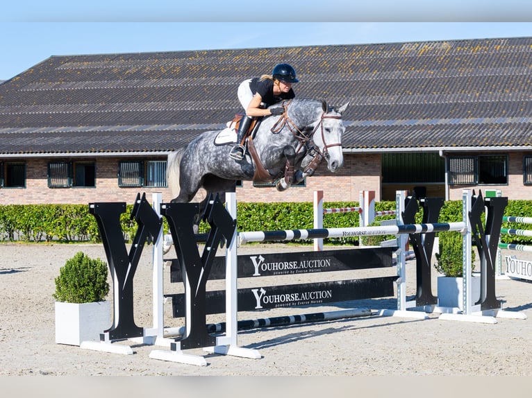 KWPN Jument 5 Ans 168 cm Gris in Waddinxveen