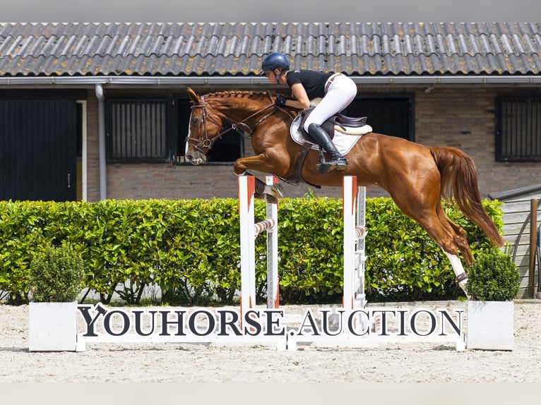 KWPN Jument 5 Ans 169 cm Alezan in Waddinxveen