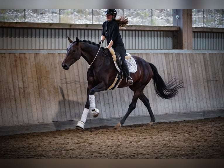 KWPN Jument 5 Ans 169 cm Bai brun foncé in Nettersheim