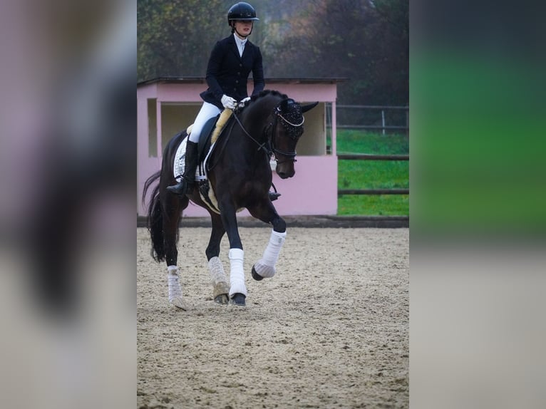 KWPN Jument 5 Ans 169 cm Bai brun foncé in Nettersheim