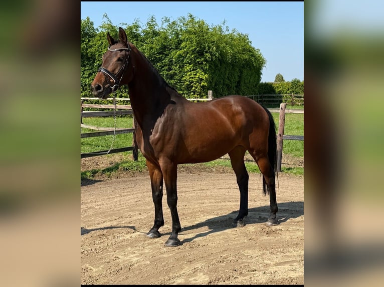 KWPN Jument 5 Ans 169 cm Bai in Kronenberg