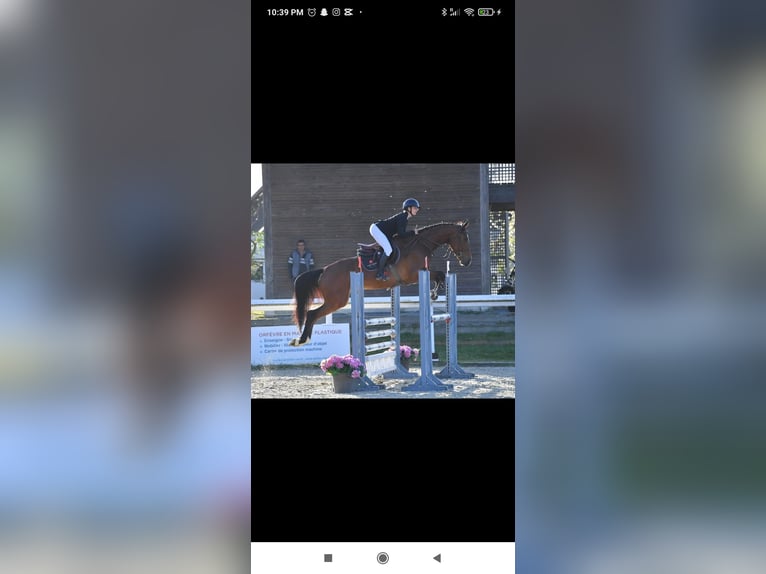 KWPN Jument 5 Ans 169 cm Bai in Saumur